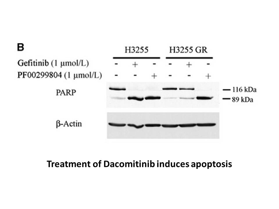 Dacomitinib (PF299804, PF299)