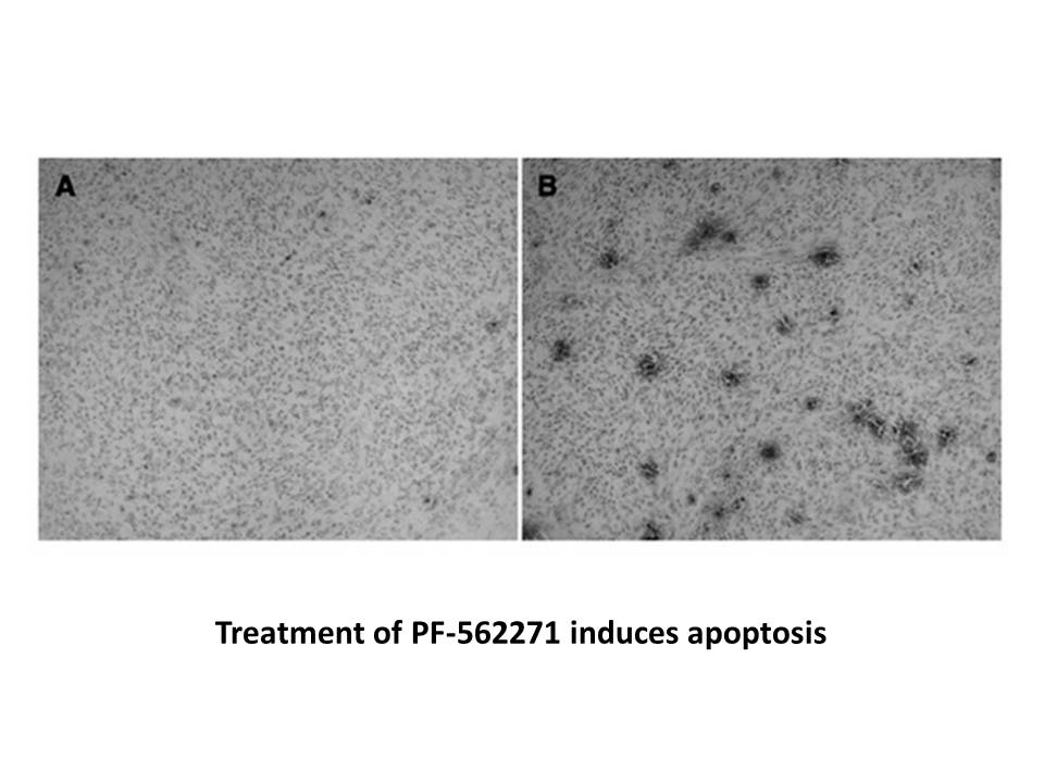 PF-00562271 PF-00562271