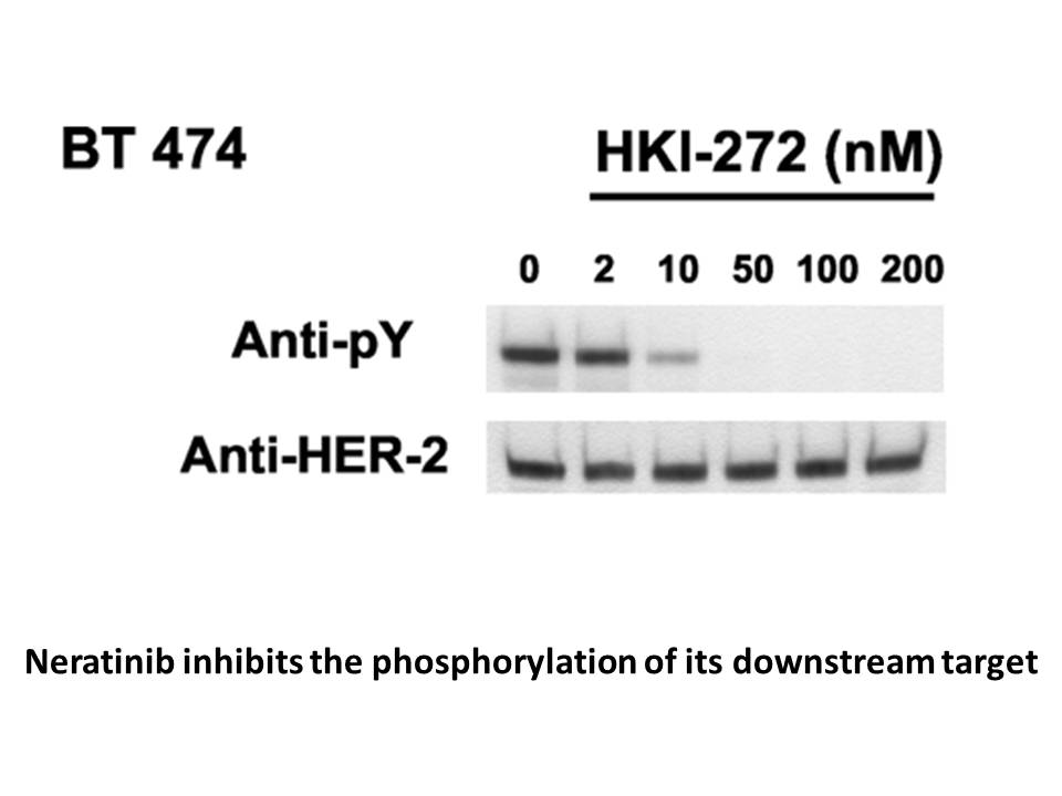 Neratinib (HKI-272) Neratinib (HKI-272)
