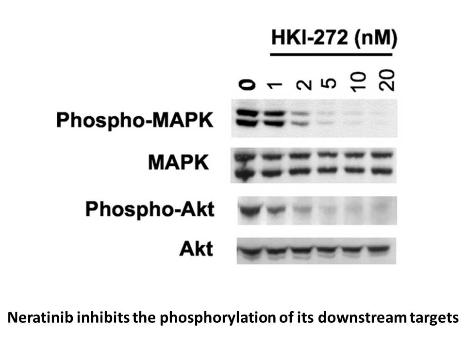 Neratinib (HKI-272) Neratinib (HKI-272)