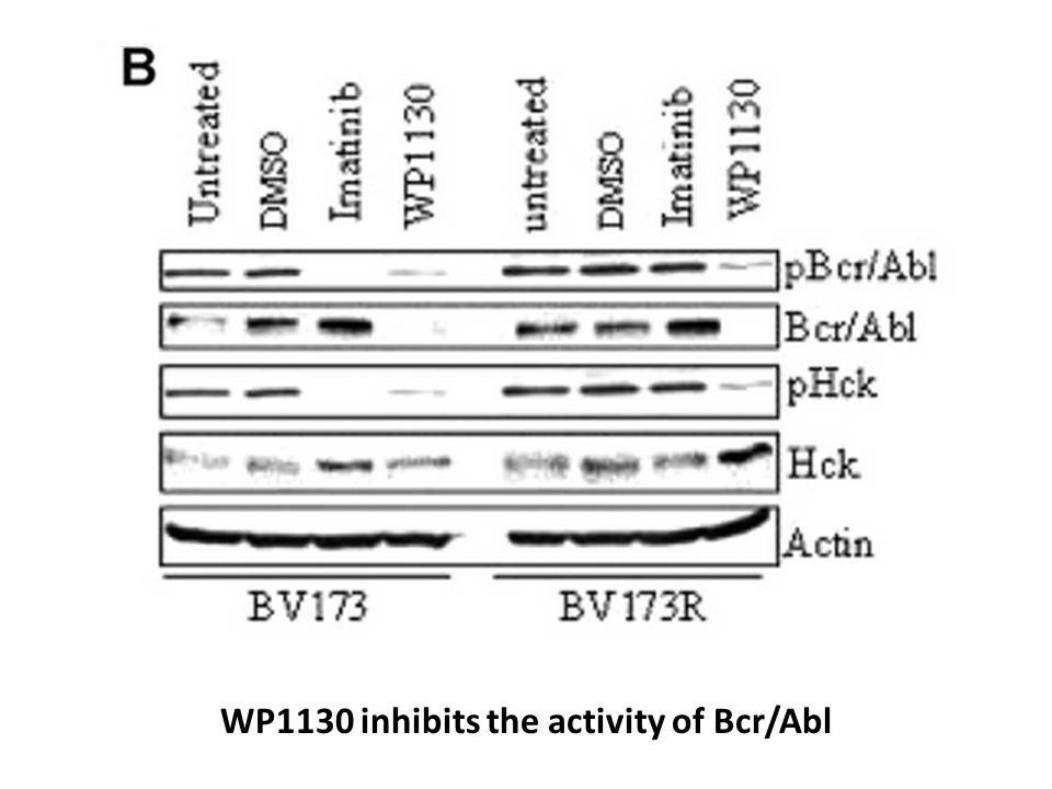 WP1130 WP1130