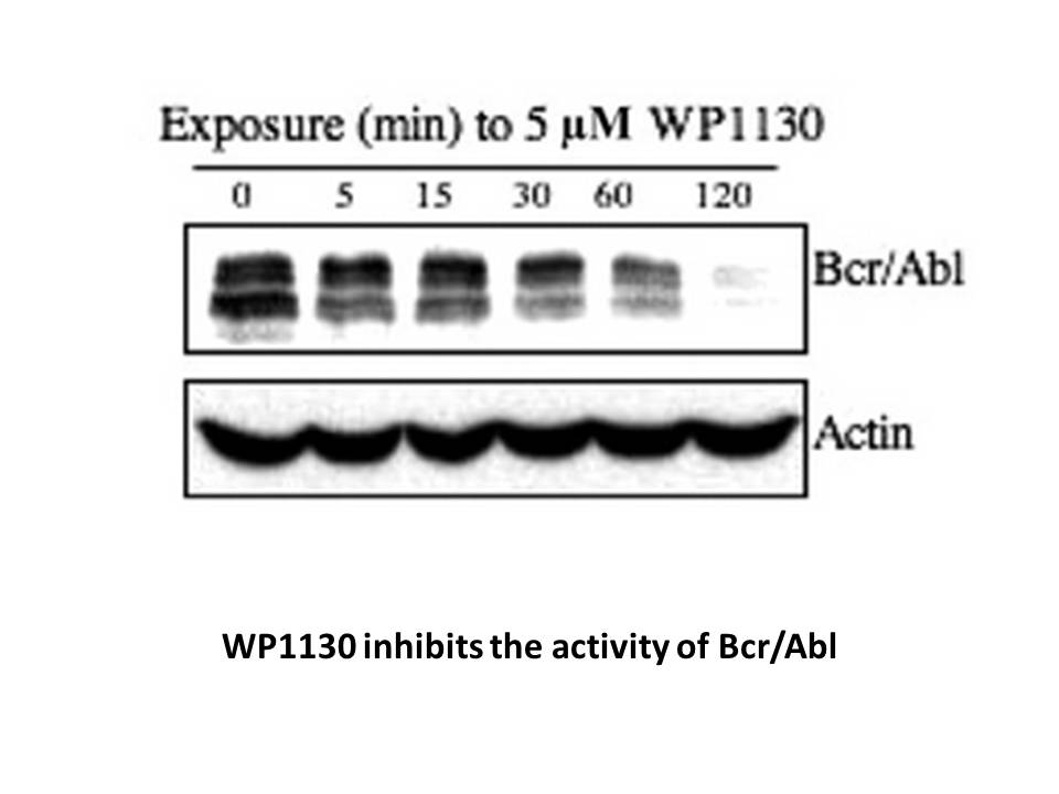 WP1130 WP1130