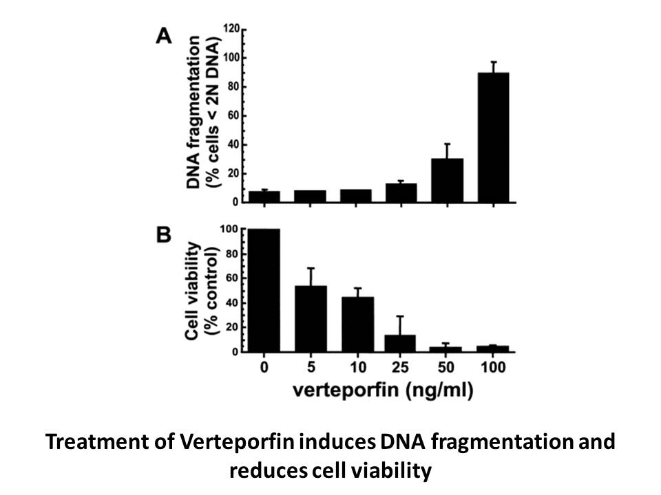 Verteporfin Verteporfin