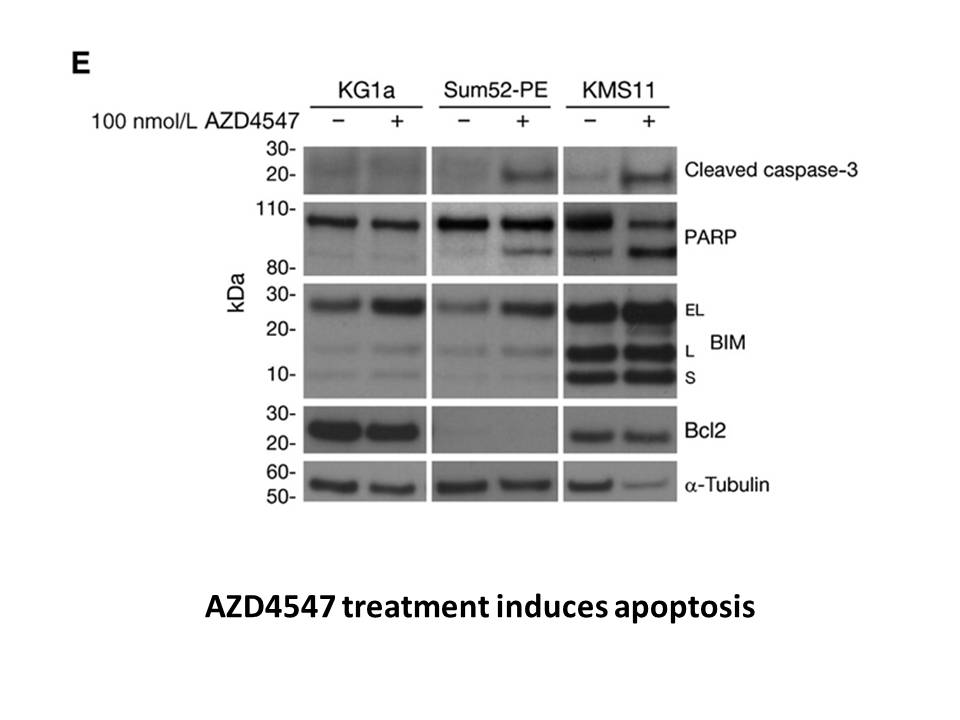AZD4547 AZD4547