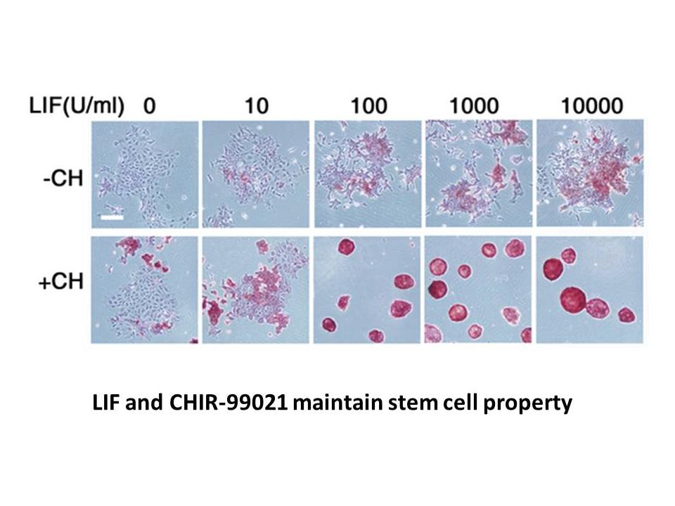 CHIR-99021(CT99021)HCl CHIR-99021(CT99021)HCl