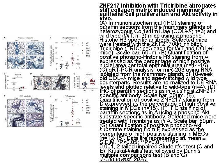 Triciribine Triciribine