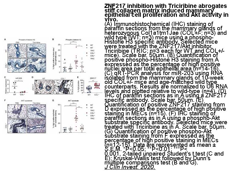 Triciribine