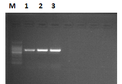 Safe DNA Gel Stain