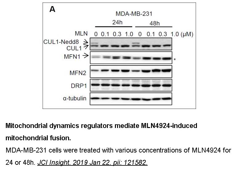 MLN4924