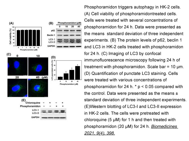 Phosphoramidon Disodium Salt