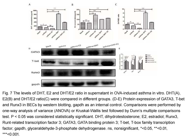 Dihydrotestosterone(DHT)