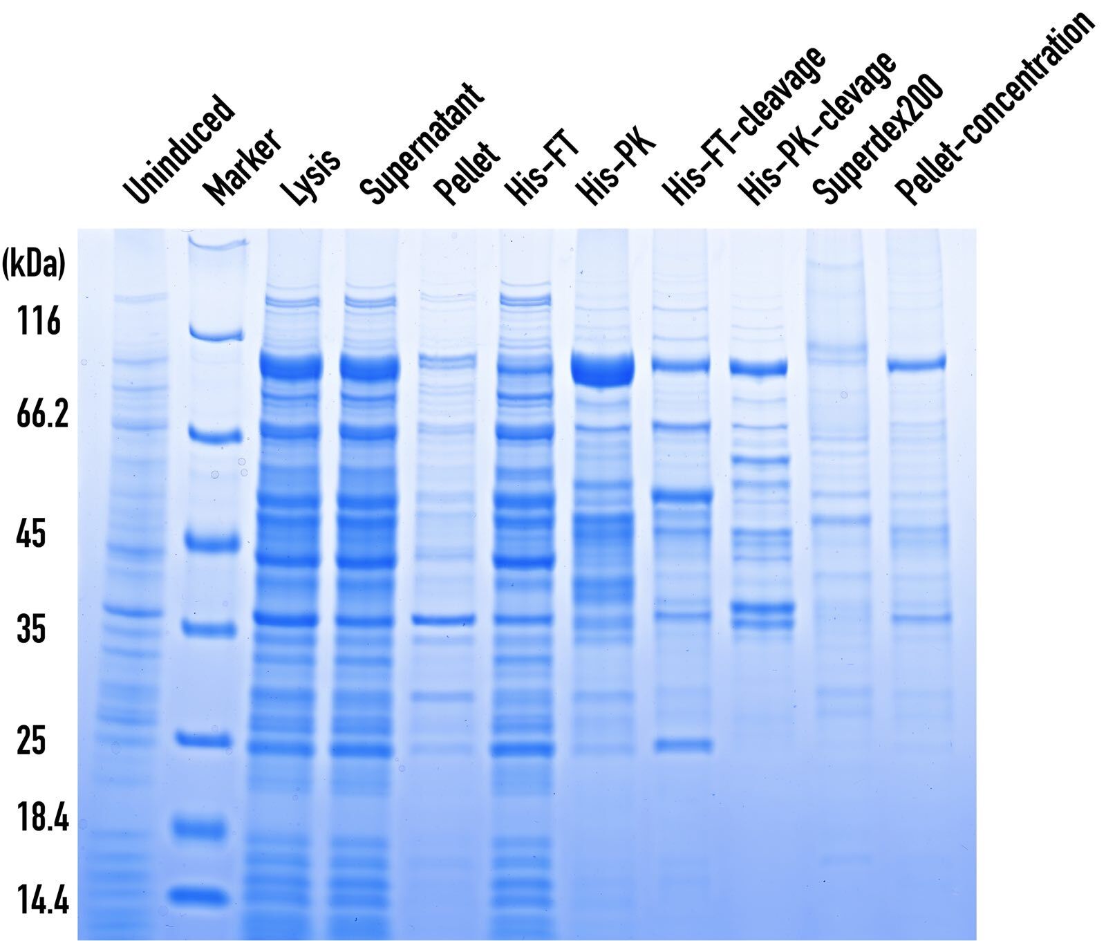 InstaBlue Protein Stain Solution