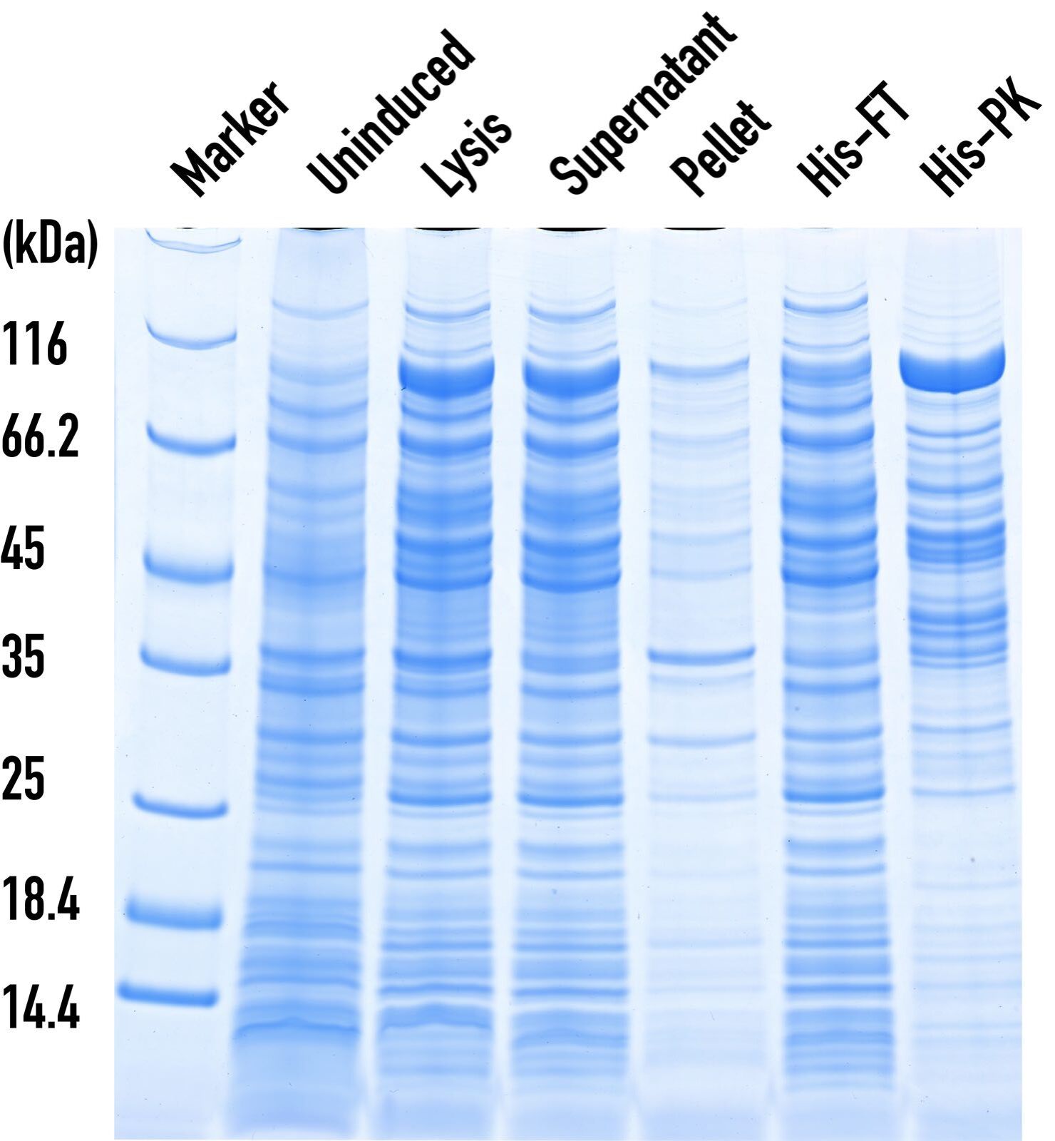 InstaBlue Protein Stain Solution