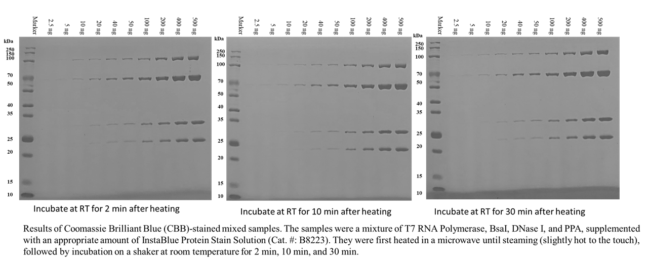 InstaBlue Protein Stain Solution