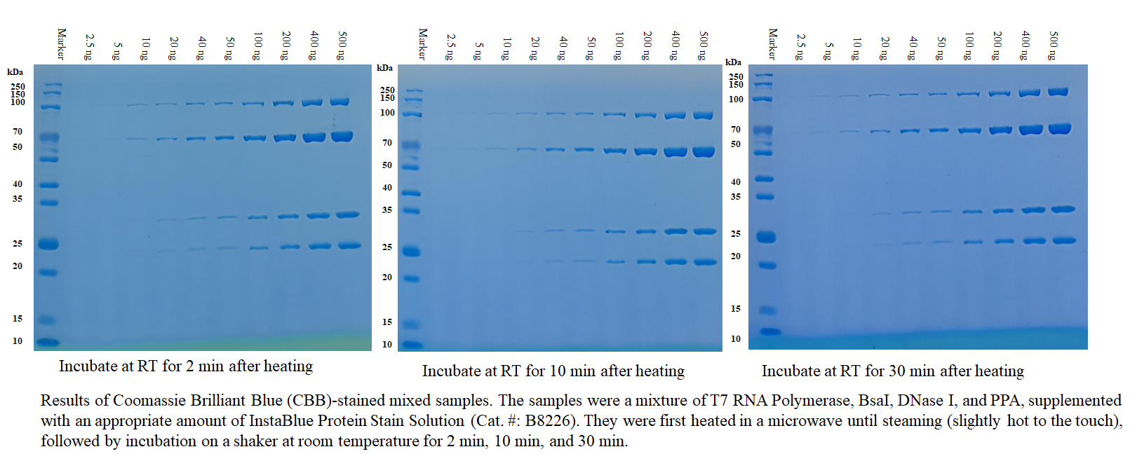 InstaBlue Protein Stain Solution InstaBlue Protein Stain Solution