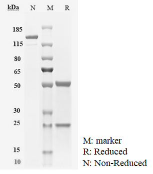 Anti-MUC18/MCAM/CD146 Antibody (Imaprelimab)