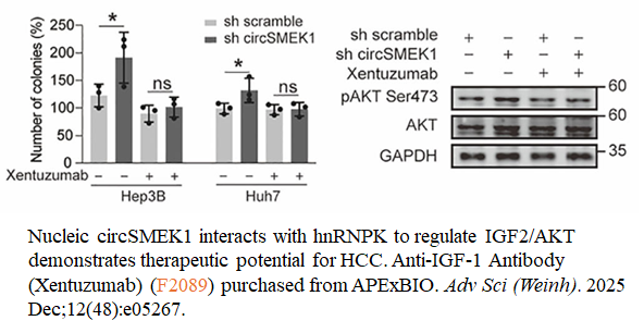 Anti-IGF-1 Antibody (Xentuzumab) Anti-IGF-1 Antibody (Xentuzumab)