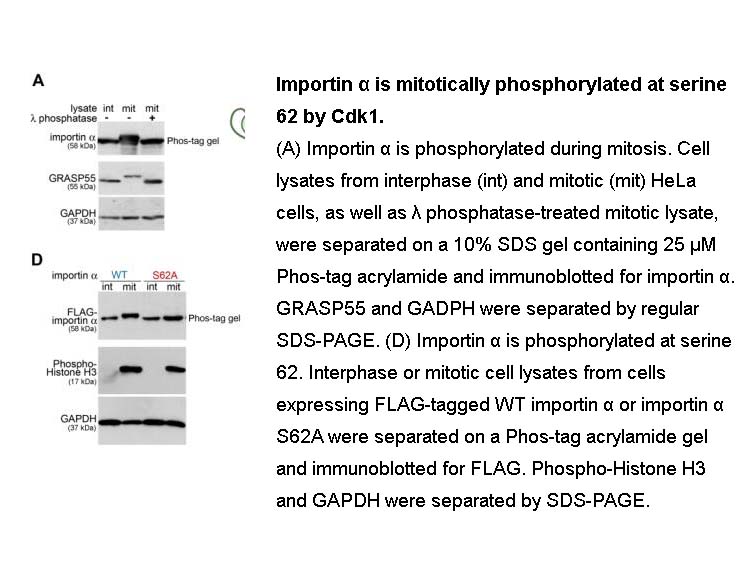 Phosbind Acrylamide