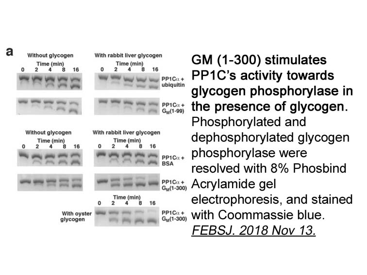 Phos-tag Acrylamide Phosbind Acrylamide