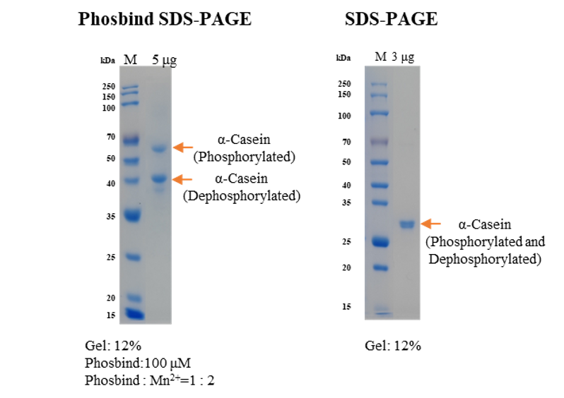 Dephosphorylated a-Casein from Bovine Milk