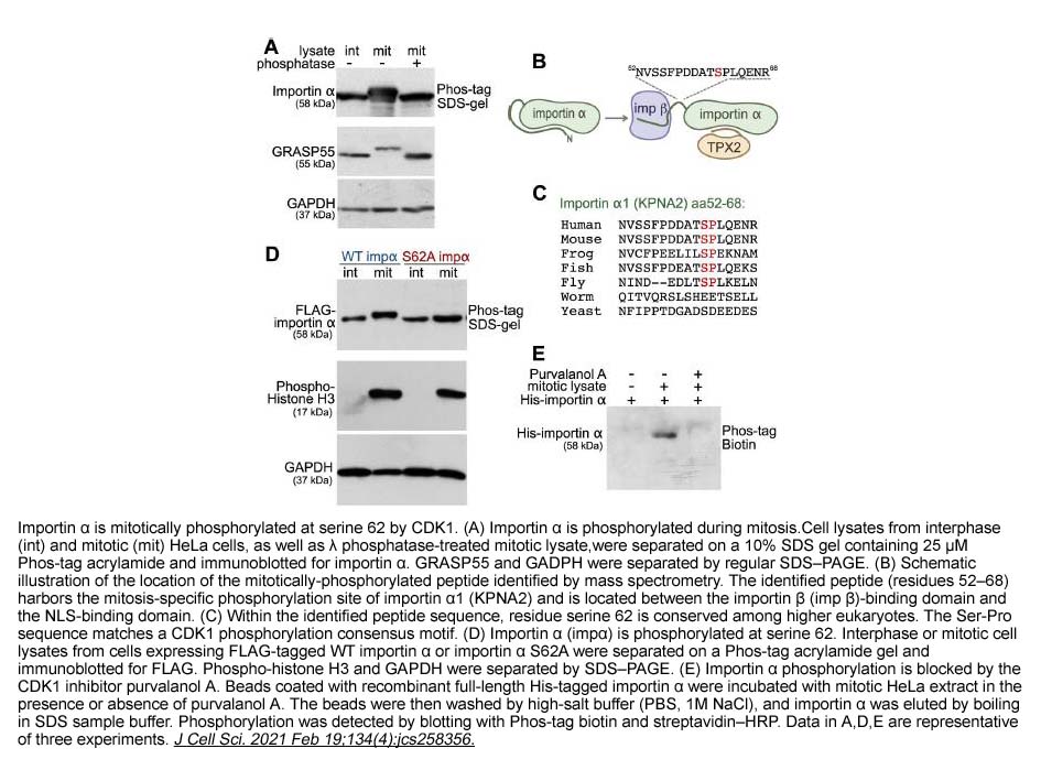 APExBIO Phos binding reagent Phosbind Biotin LC