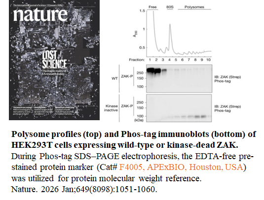 Prestained Protein Marker (Triple color, EDTA free, 10-250 kDa) Prestained Protein Marker (Triple color, EDTA free, 10-250 kDa)