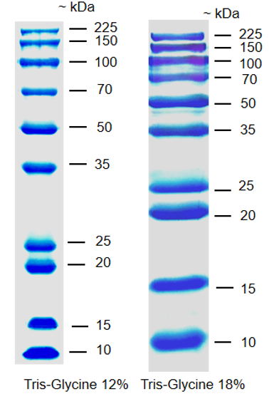 Unstained Protein Marker (10-225 kDa)