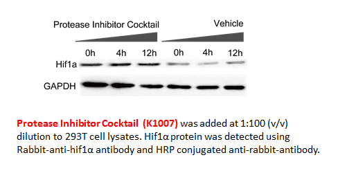 Protease Inhibitor Cocktail Protease Inhibitor Cocktail