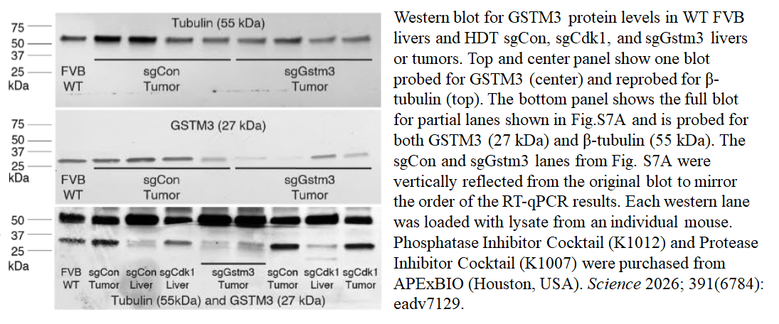Phosphatase Inhibitor Cocktail 1 (100X in DMSO) Phosphatase Inhibitor Cocktail 1 (100X in DMSO)