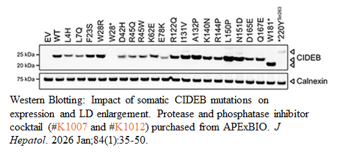 Phosphatase Inhibitor Cocktail 1 (100X in DMSO)