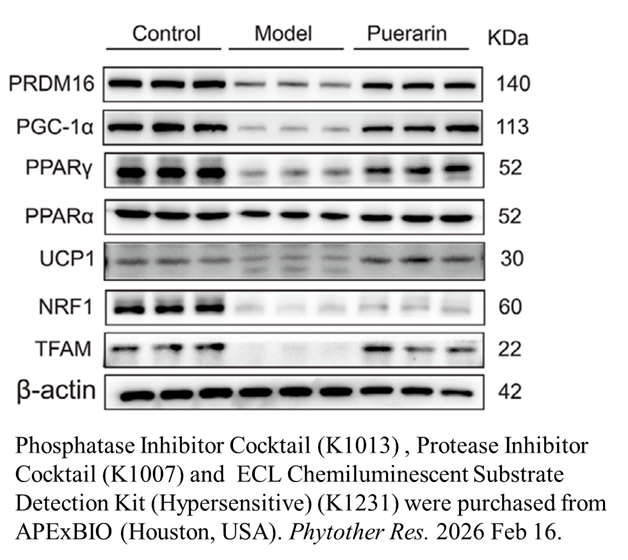 Phosphatase Inhibitor Cocktail 2 (100X in ddH2O)
