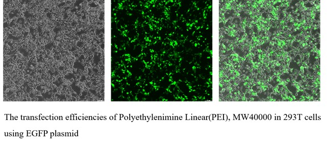 Polyethylenimine Linear(PEI), MW40000