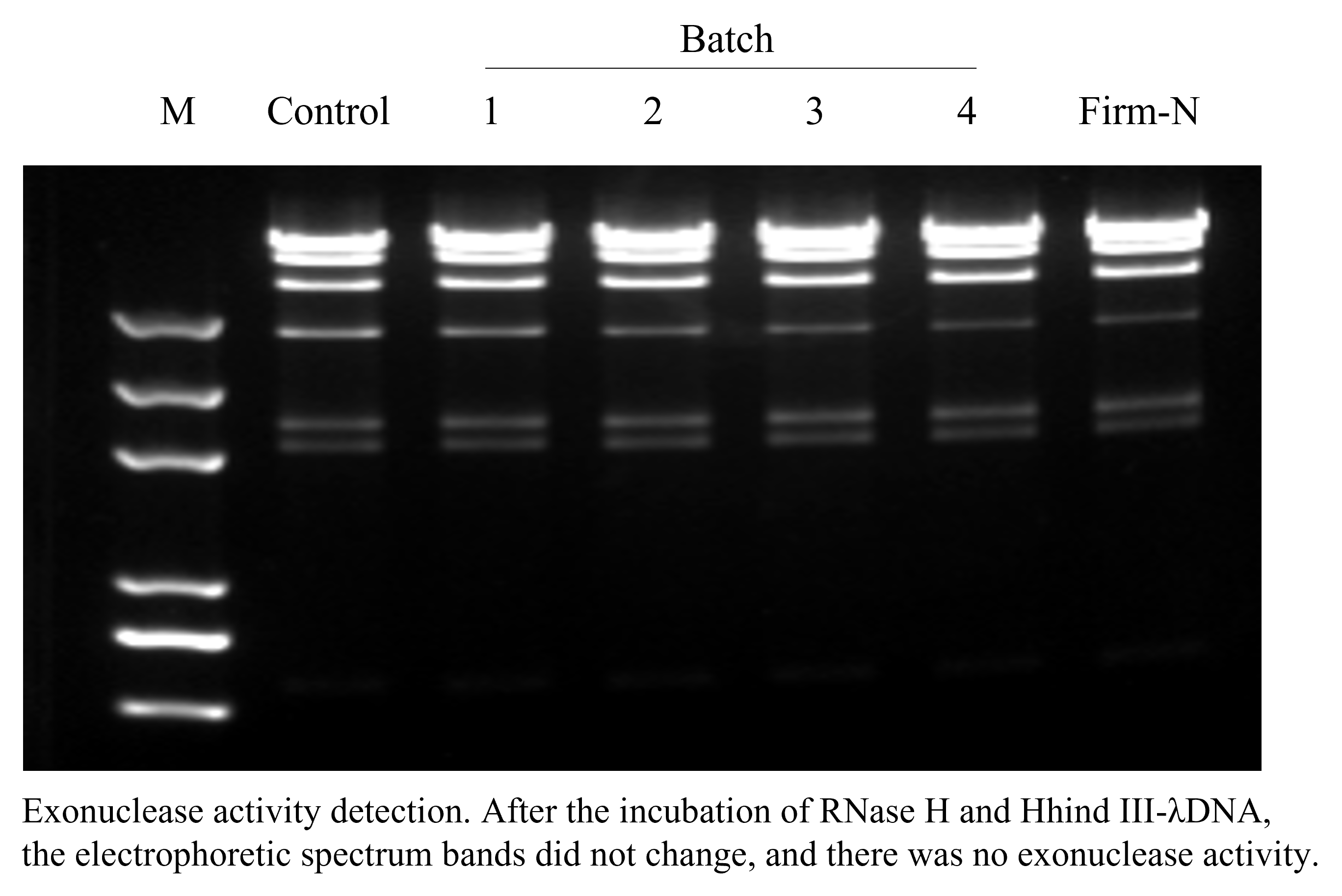 Dual Luciferase Assay System