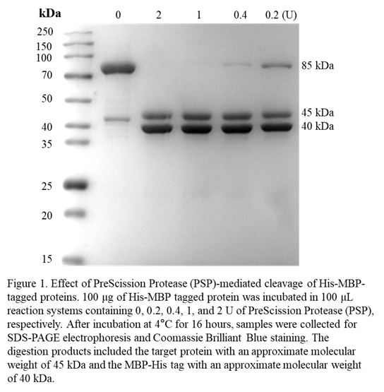 PreScission Protease (PSP) PreScission Protease (PSP)
