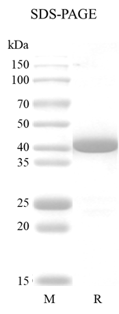 PreScission Protease (PSP)