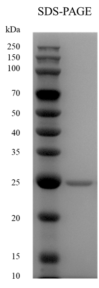 Lambda Protein Phosphatase (RNase-free)