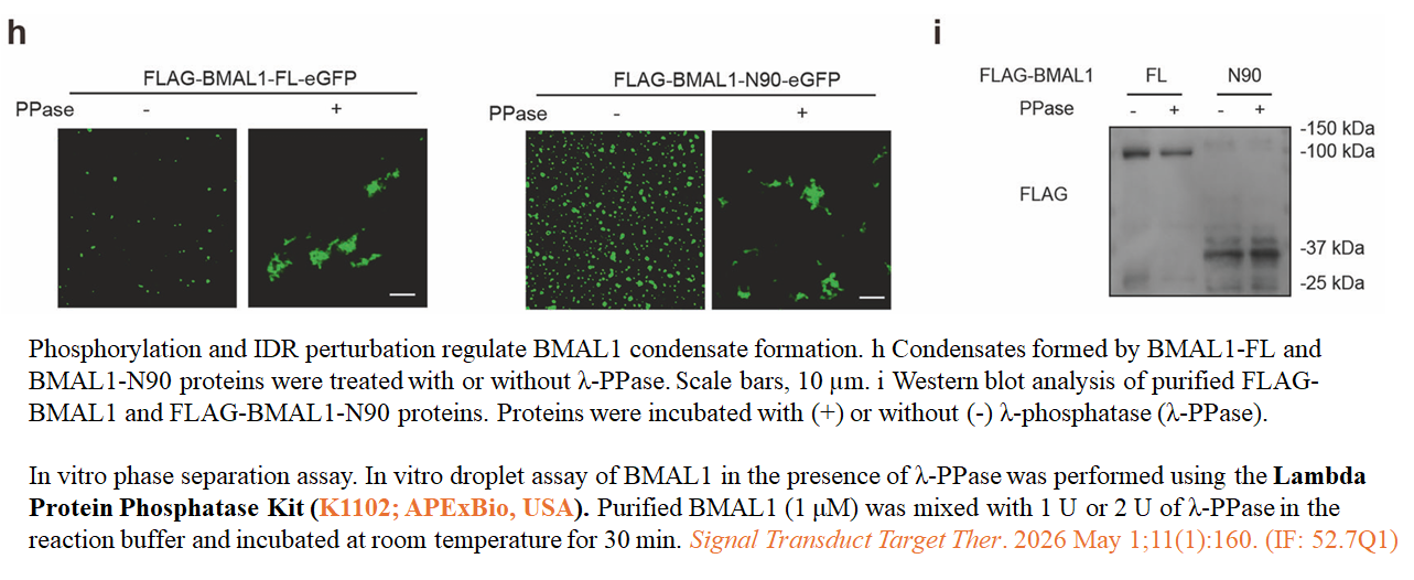 Lambda Protein Phosphatase (RNase-free)