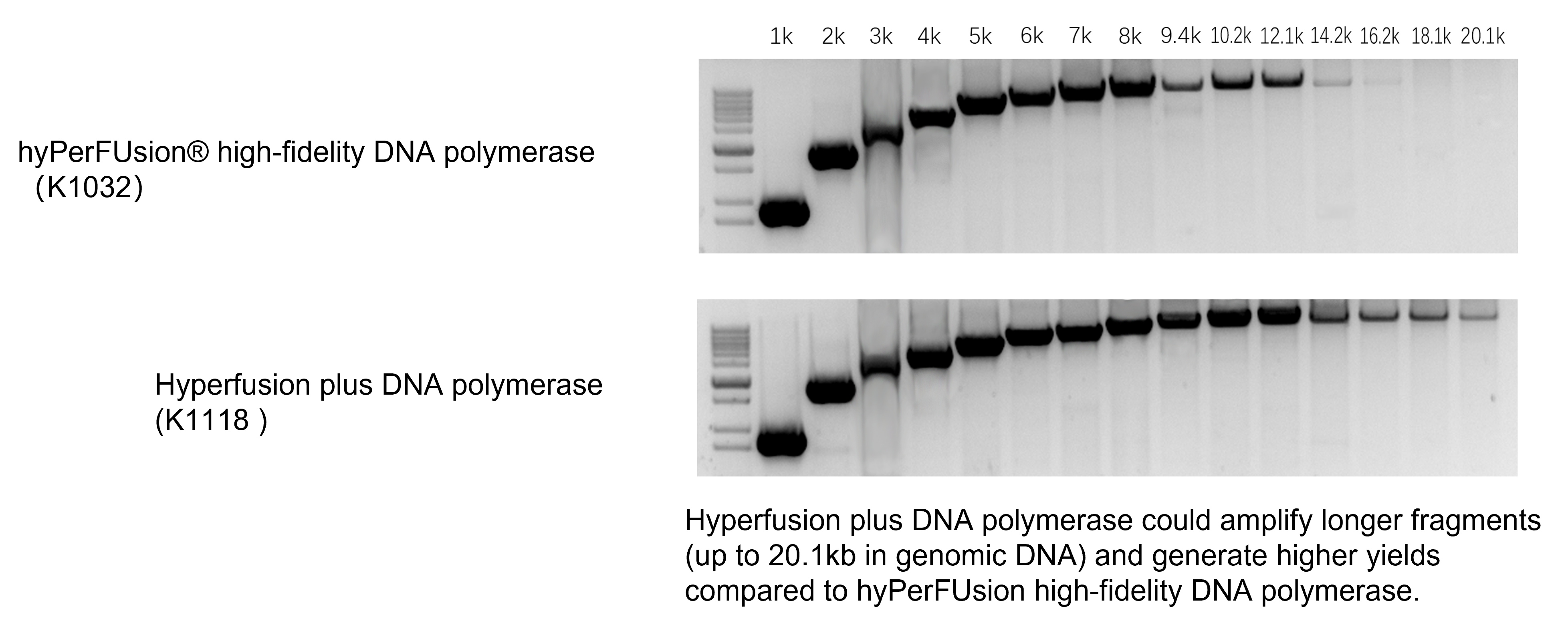 Hyperfusion plus DNA polymerase