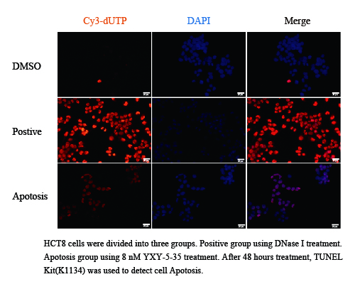 One-step TUNEL Cy3 Apoptosis Detection Kit