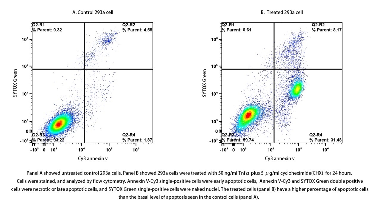 Annexin V-Cy3/SYTOX Green Apoptosis Kit