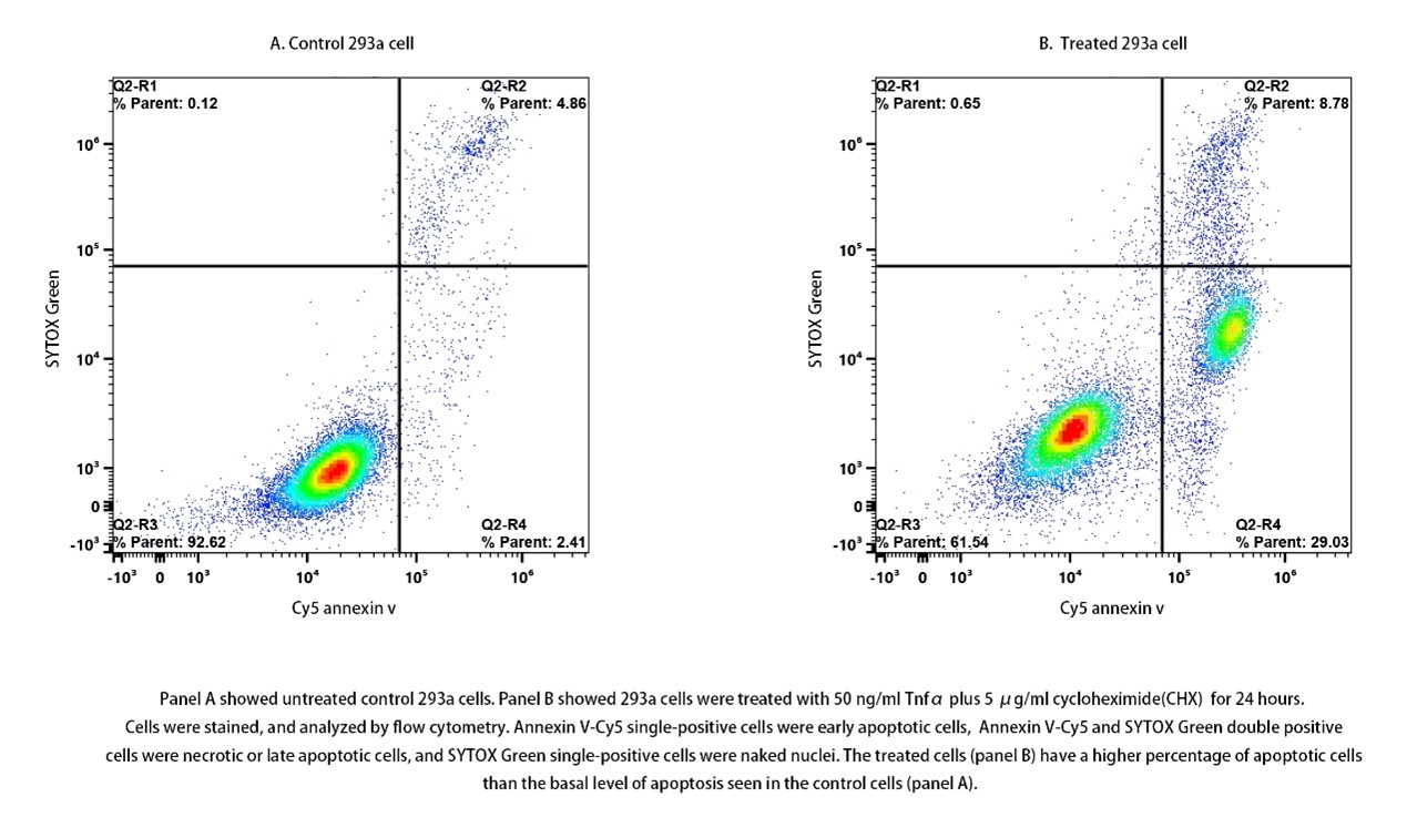 Annexin V-Cy5/SYTOX Green Apoptosis Kit