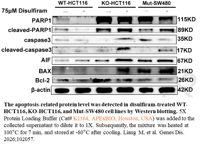 5X Protein Loading Buffer (Reducing) 5X Protein Loading Buffer (Reducing)