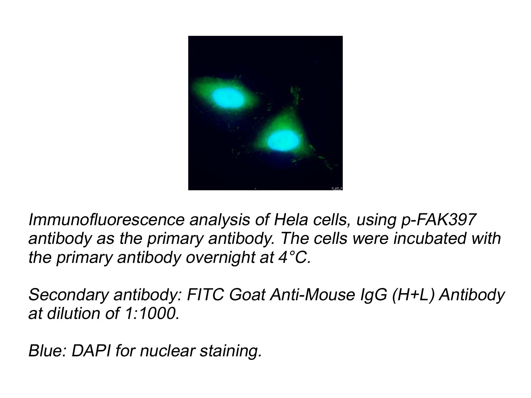 FITC Goat Anti-Mouse IgG (H+L) Antibody