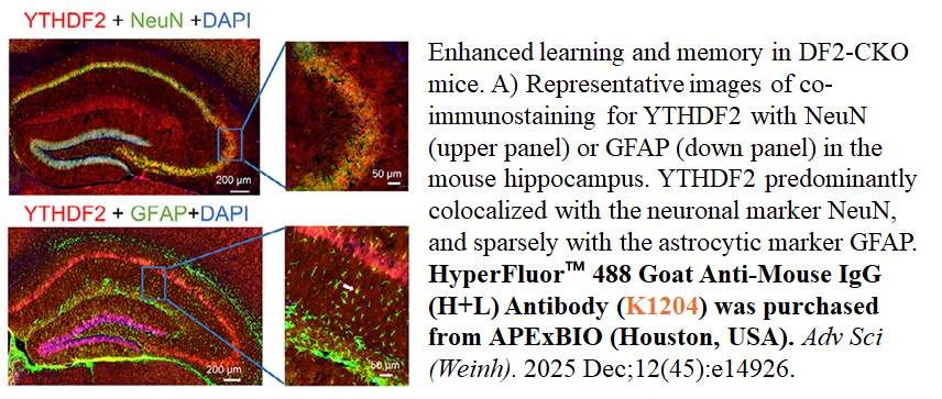 HyperFluor™ 488 Goat Anti-Mouse IgG (H+L) Antibody