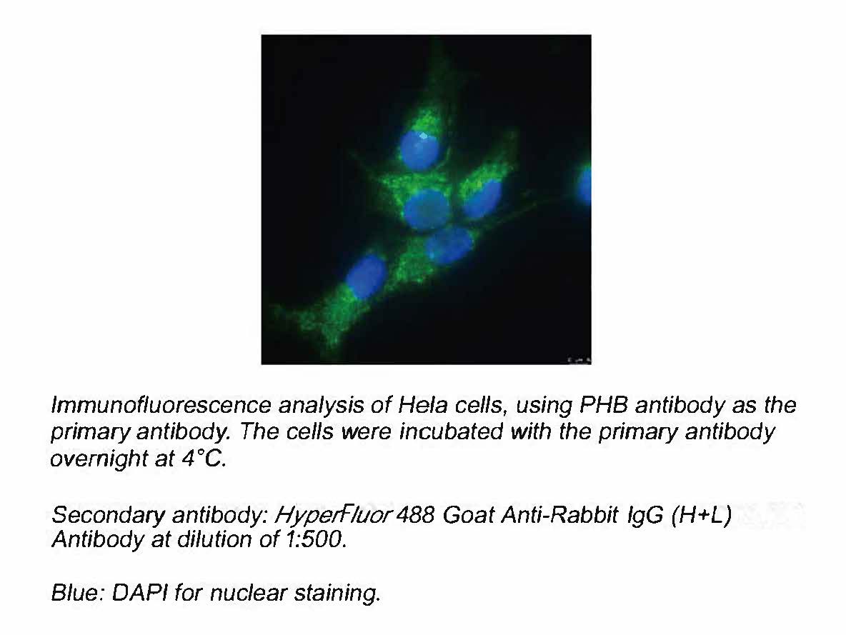 HyperFluor™ 488 Goat Anti-Rabbit IgG (H+L) Antibody