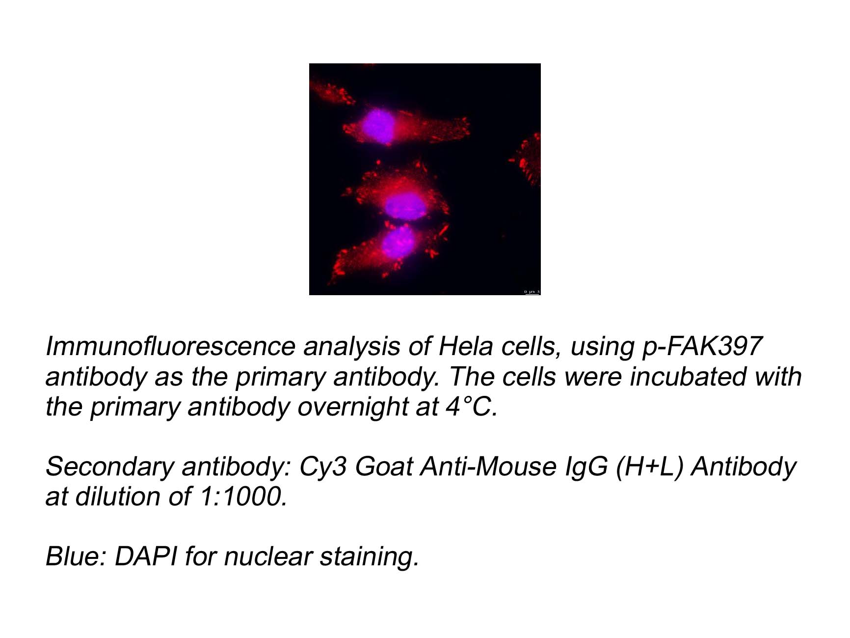Cy3 Goat Anti-Mouse IgG (H+L) Antibody