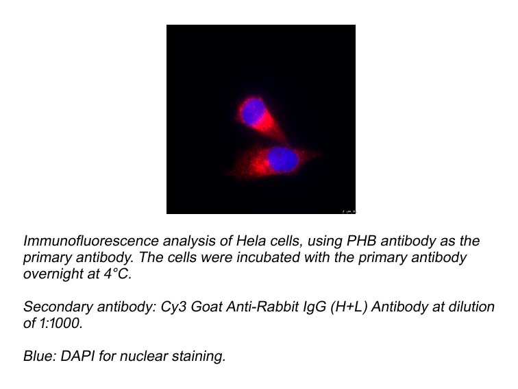 Cy3 Goat Anti-Rabbit IgG (H+L) Antibody