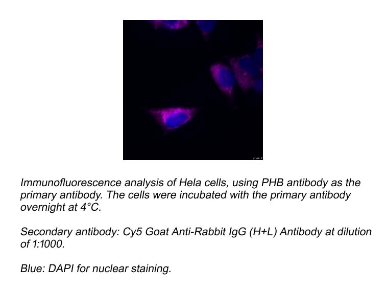Cy5 Goat Anti-Rabbit IgG (H+L) Antibody