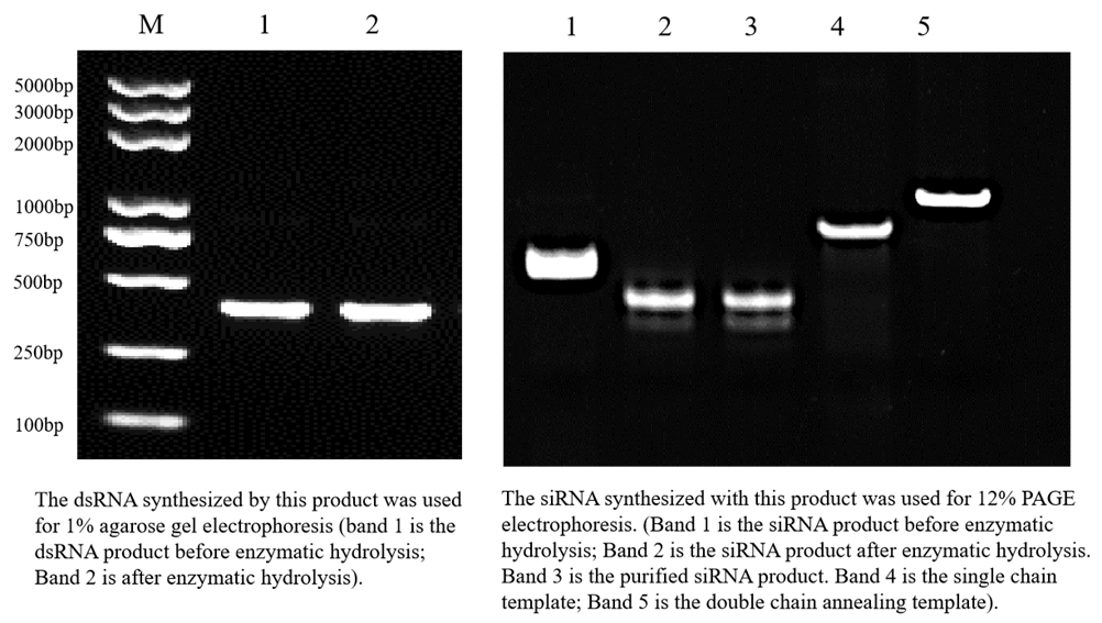 HyperScribe™ T7 siRNA Synthesis Kit HyperScribe™ T7 siRNA Synthesis Kit