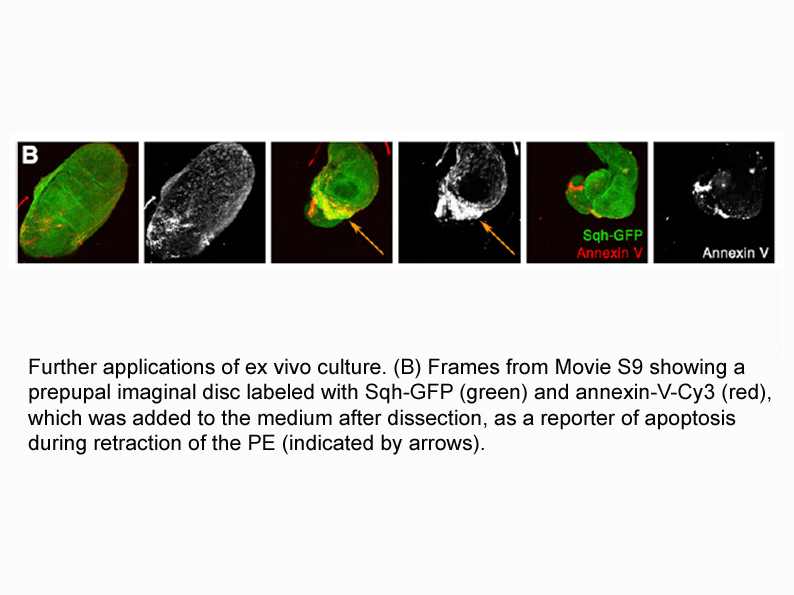 Annexin V-Cy3 Apoptosis Kit